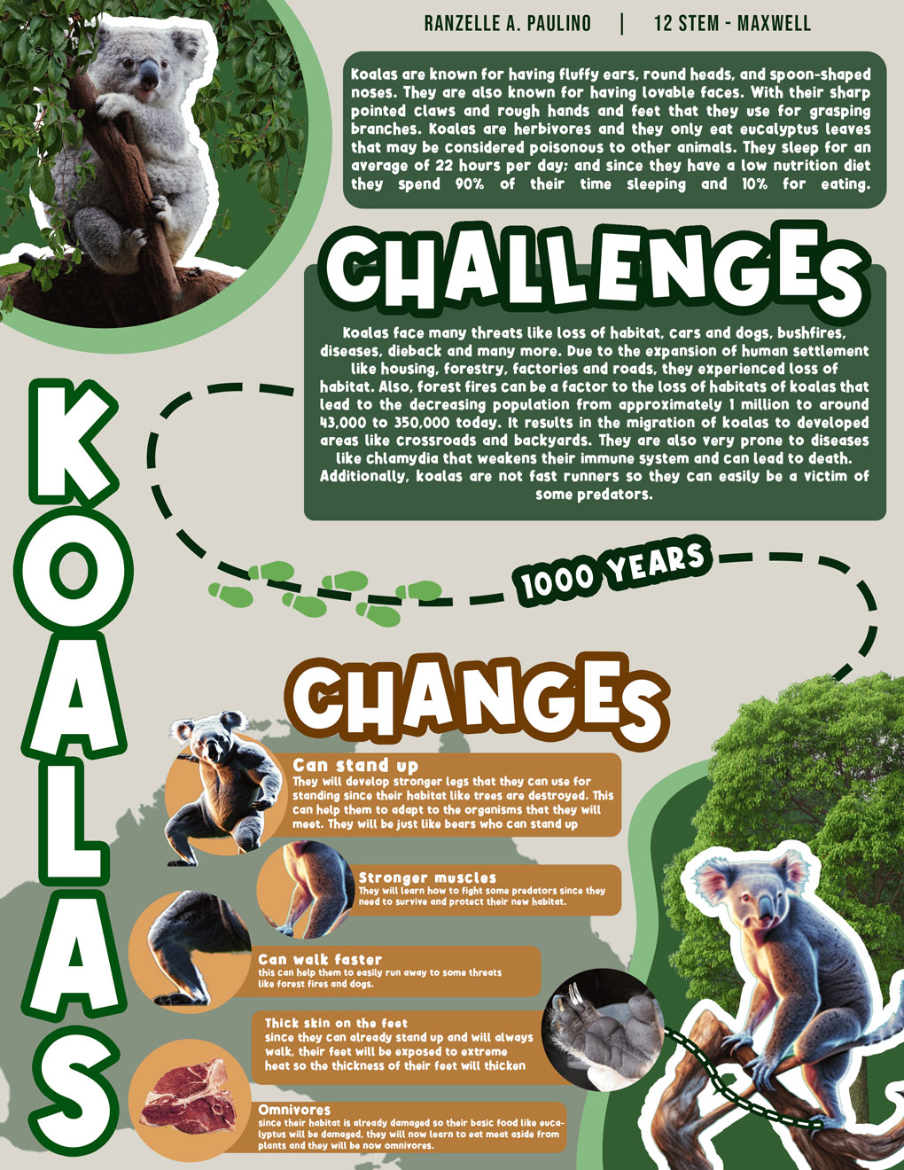 Koala poster